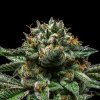 chempie feminized cannabis seeds