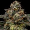 zombie bride feminized cannabis seeds