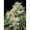 killer kush f1 fast version (2)