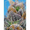 strawberry cola sherbet f1 fast version (2)