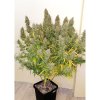 auto critical orange punch dutch passion (2)