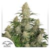 auto critical orange punch dutch passion