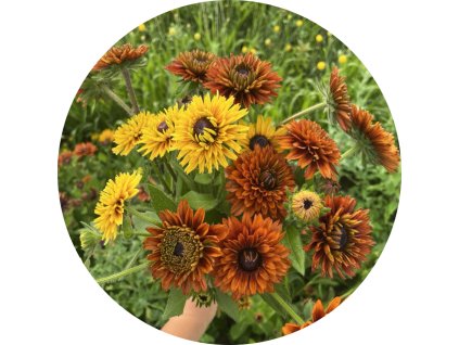 rudbeckia tmava
