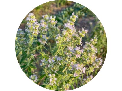 americka horska mata
