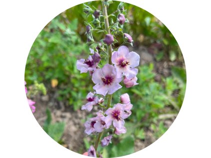 verbascum mix