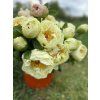 pivoňka 'Lemon Chiffon'