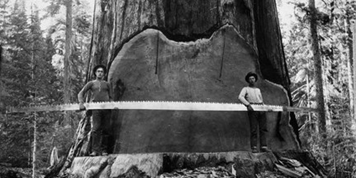 Logging of Giant Sequoias