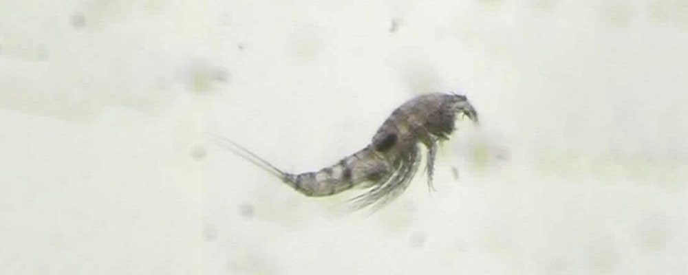 Harpacticoid_copepod-min