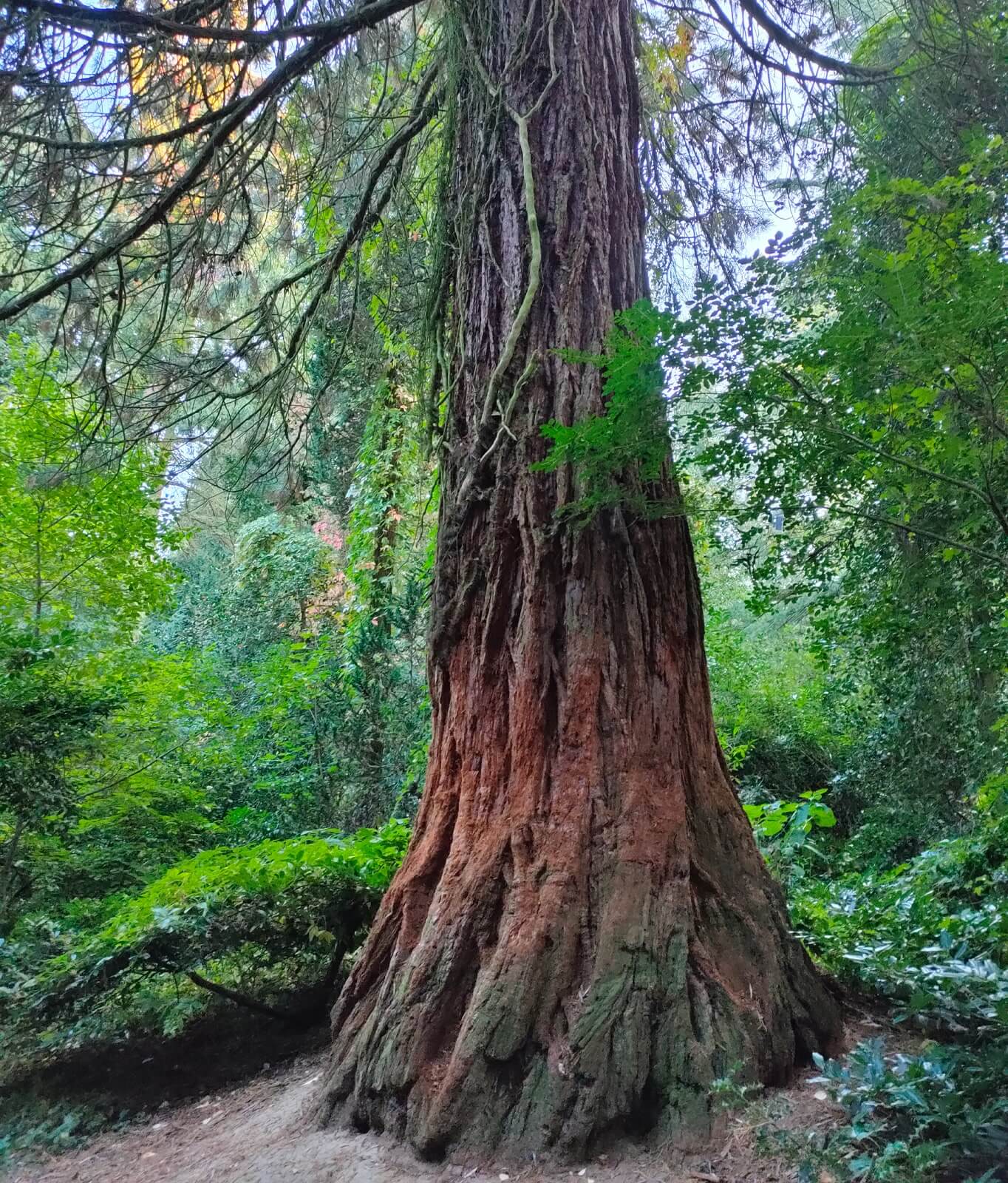 Sekvojovec mamutí Arborétum mlyňany