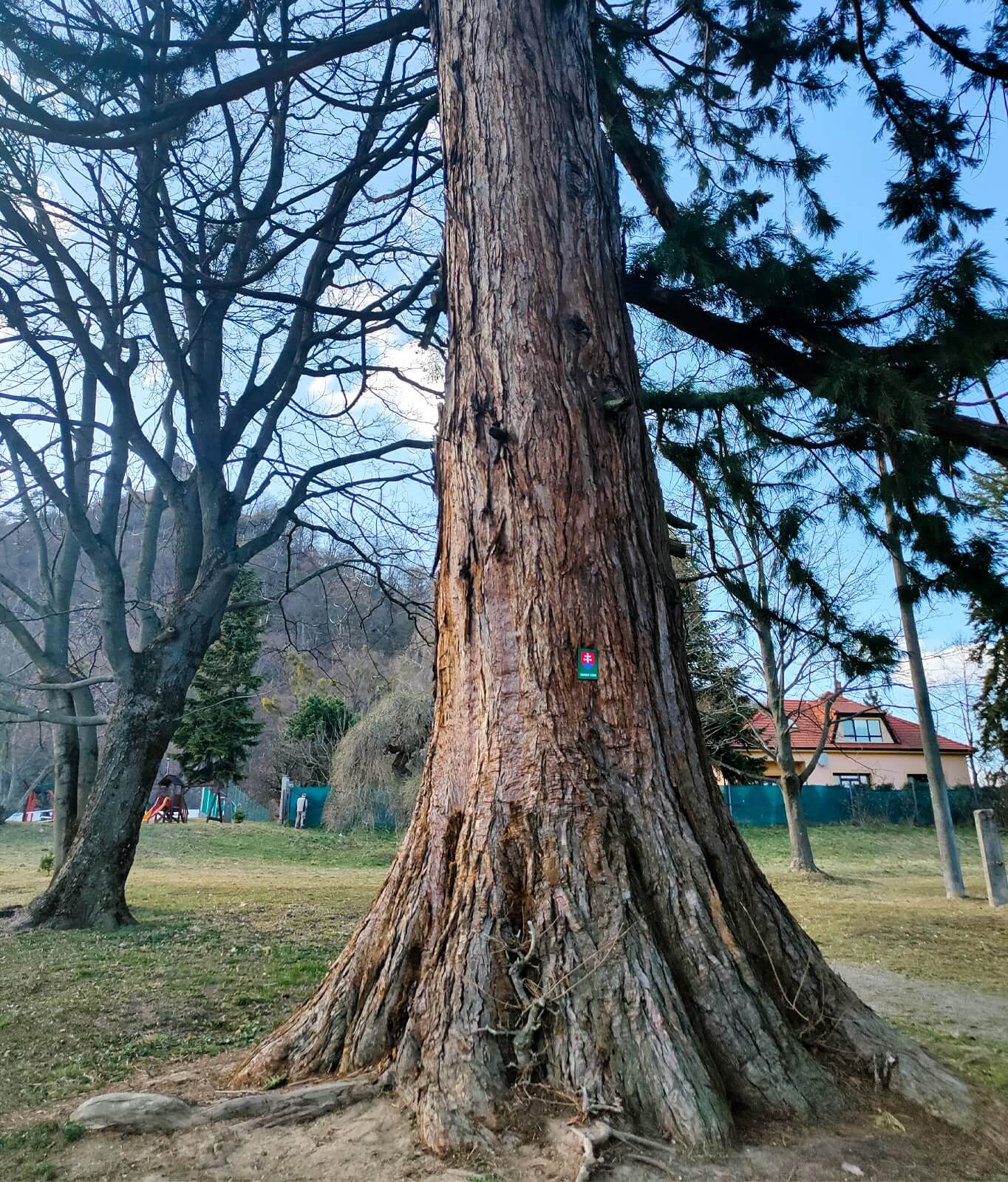 Sekvojovec Slanec