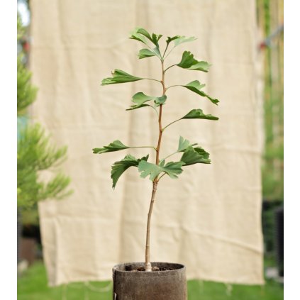ginkgo biloba sadenica min