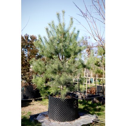 Borovica lesná airpot systém