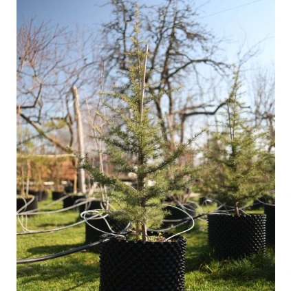 Ceder libanonsky airpot1 (1)