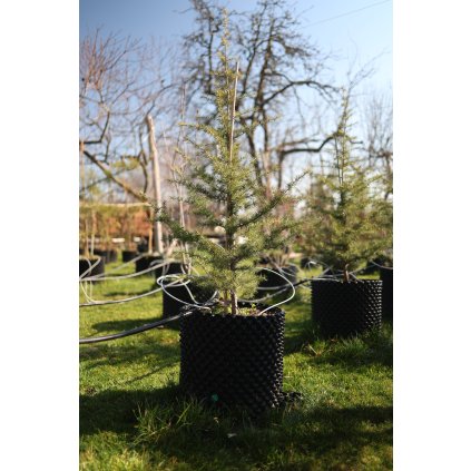 Ceder libanonsky airpot