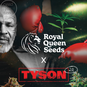 Royal Queen Seeds x Tyson 2.0