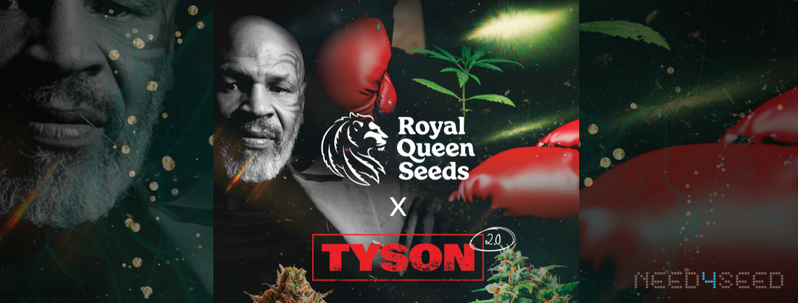 Royal Queen Seeds x Tyson 2.0