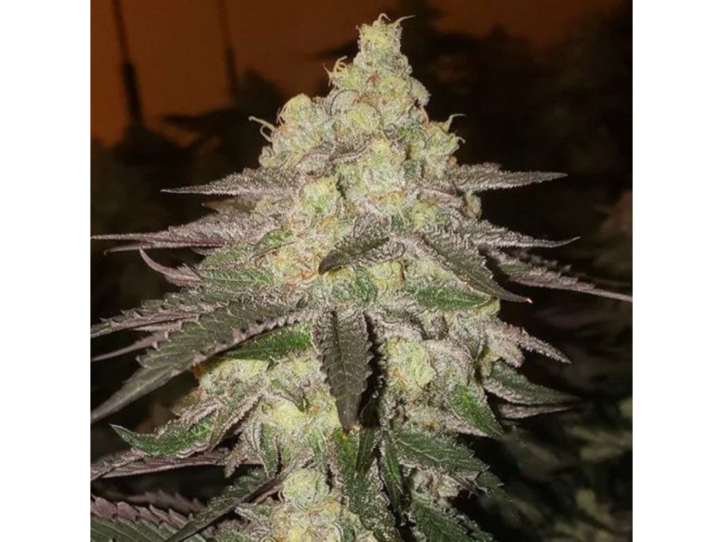 Banana Daddy RBX2 Autoethos genethics