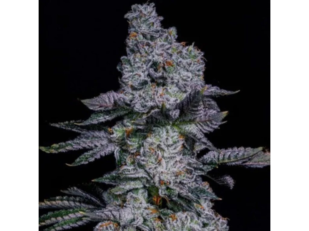 Pineapple Runtz Auto ethos genethics