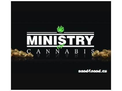 Ultra White Amnesia Ministry of Cannabis