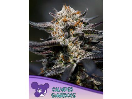 Calypso Sunrocks 600x800 1