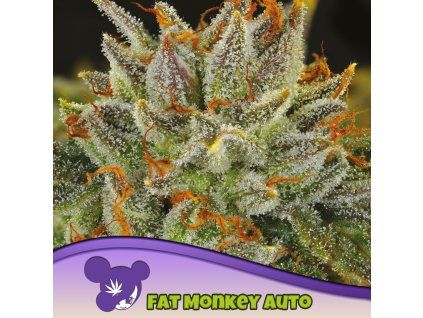 FAT Monkey Auto 960x960