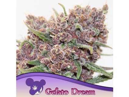 Gelato Dream 960x960