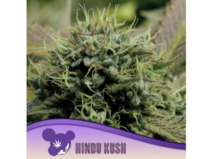 Hindu Kush 960x960
