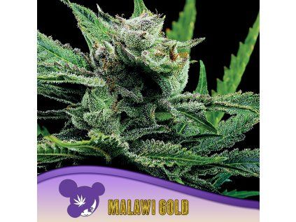 Malawi Gold 960x960