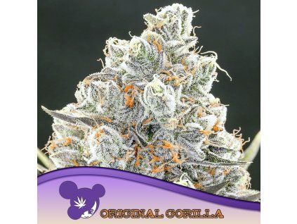 Original Gorilla 960x960