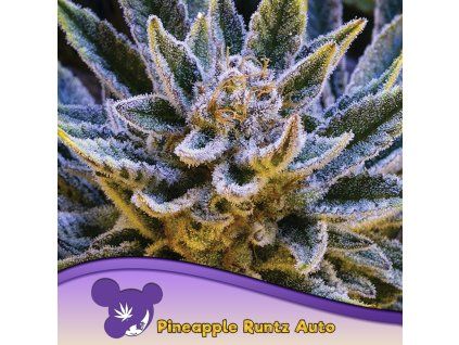 Pineapple Runtz Auto 960x960