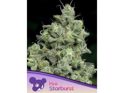 Pink Starburst 600x800 1