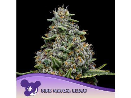 Pink Matcha Slush 960x960