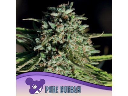 Pure Durban 960x960