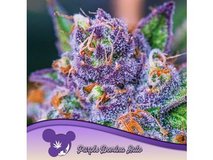 Purple Domina Auto 960x960