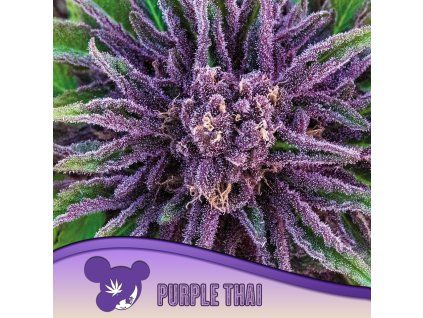 Purple Thai 960x960