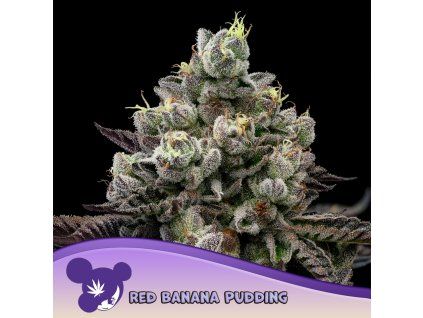 Red Banana Pudding 960x960