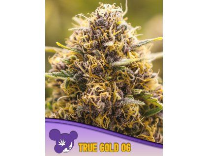 True Gold OG 600x800 1