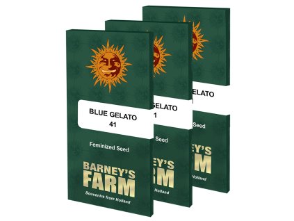Blue Gelato #41 Barney's Farm Seeds (Počet kusů 1 semeno)