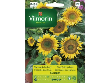 3186 1 slunecnice zakrsla sunspot vilmorin premium 1 g