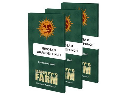 Mimosa x Orange Punch Barney's Farm Seeds (Počet kusů 1 semeno)