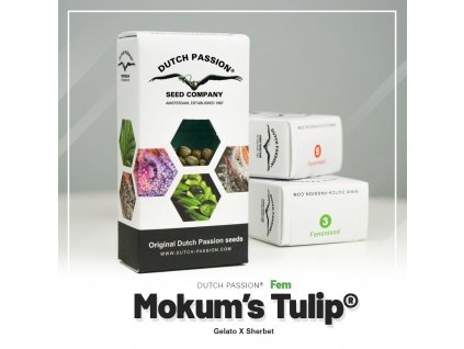 Mokums Tulip Dutch Passion