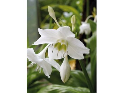 eucharis amazonica