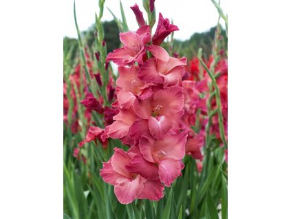 gladiolus strawberry swirl mecik hliza