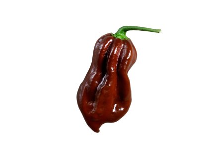 4639 2 chilli habanero chocolate semena 10 ks