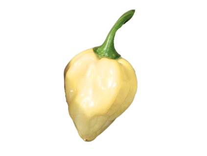 4642 chilli habanero white semena 10 ks