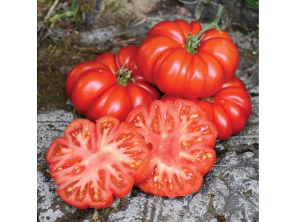 Costoluto Fiorentino