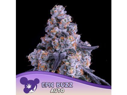 Epic Buzz Auto 960x960