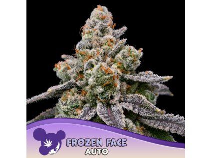 Frozen Face Auto 960x960