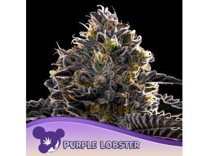 Purple Lobster 960x960