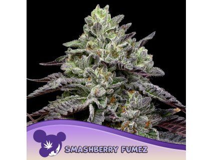 Smashberry Fumez 960x960